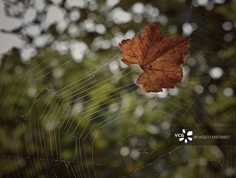 叙利亚网上蜘蛛的特写图片素材