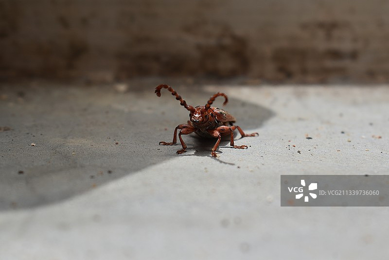 沙滩上的螃蟹特写图片素材