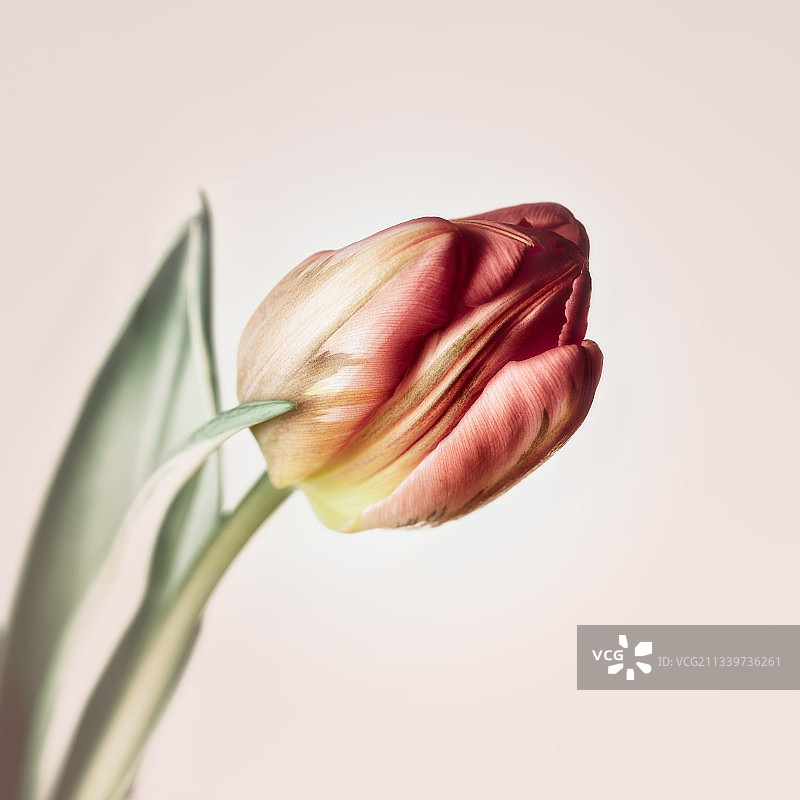 白色背景下的郁金香特写图片素材