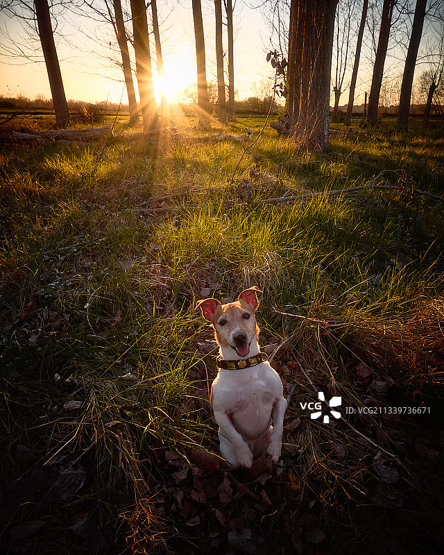 西班牙鲁费阿湿地，日落时坐在田野上的狗狗肖像图片素材