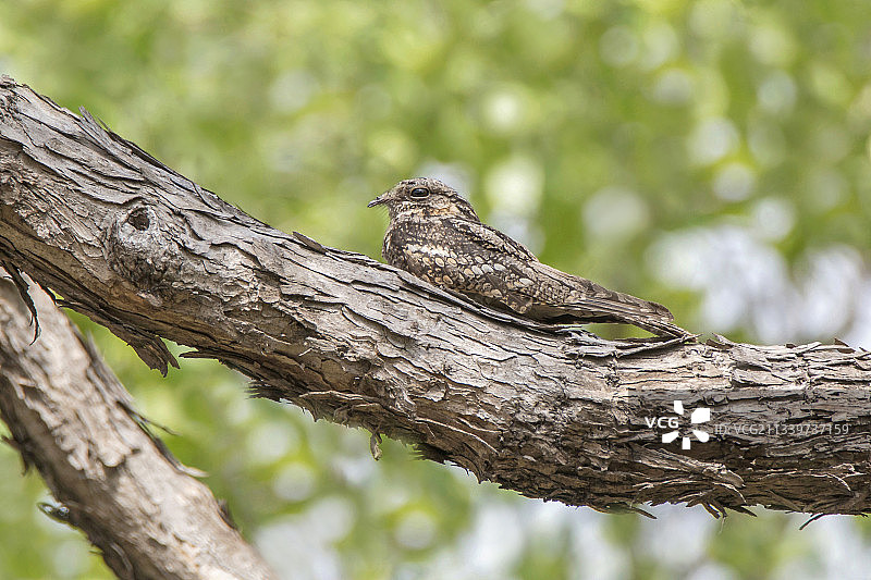 栖息在树上的猛禽猫头鹰（仰视角度）图片素材
