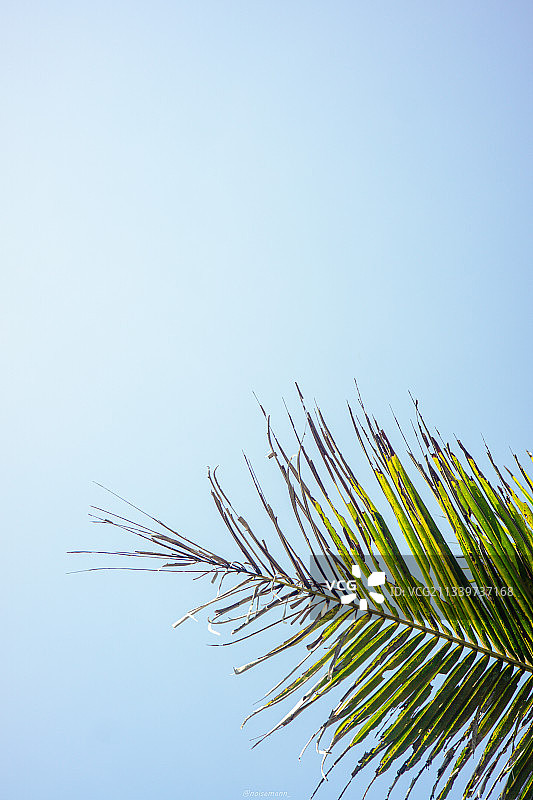 印度尼西亚爪哇岛棕榈树的仰视角度图片素材