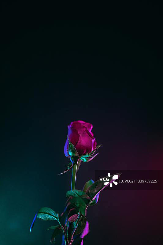 黑色背景下的玫瑰花特写，美国图片素材