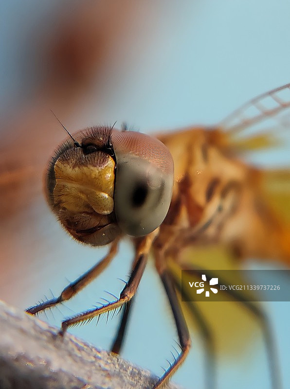 昆虫在木头上的特写图片素材