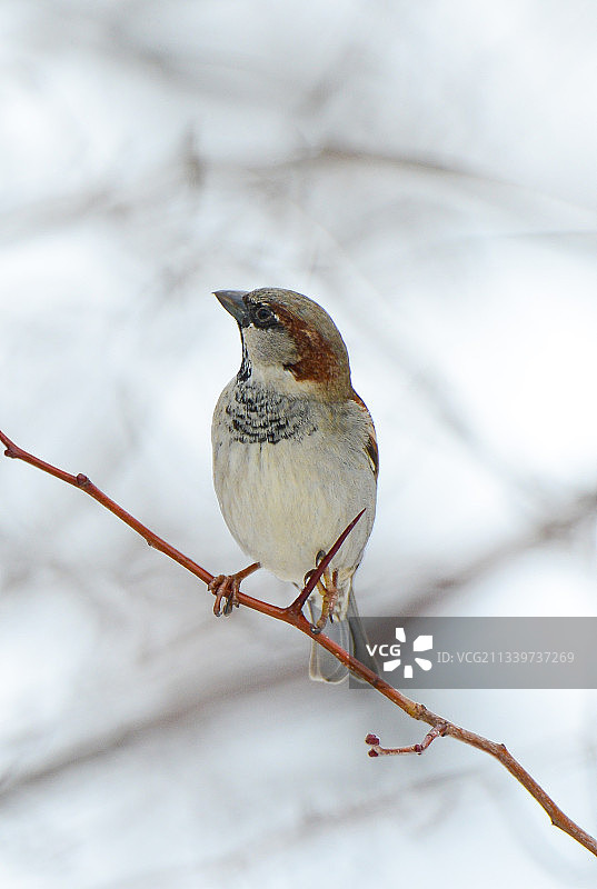 冬季近距离拍摄栖息在树枝上的歌雀图片素材