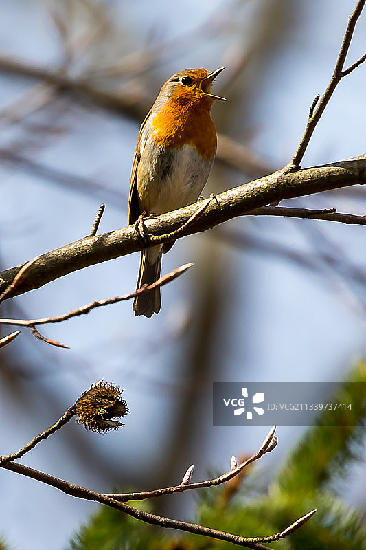 栖息在树枝上的鸣禽知更鸟特写图片素材