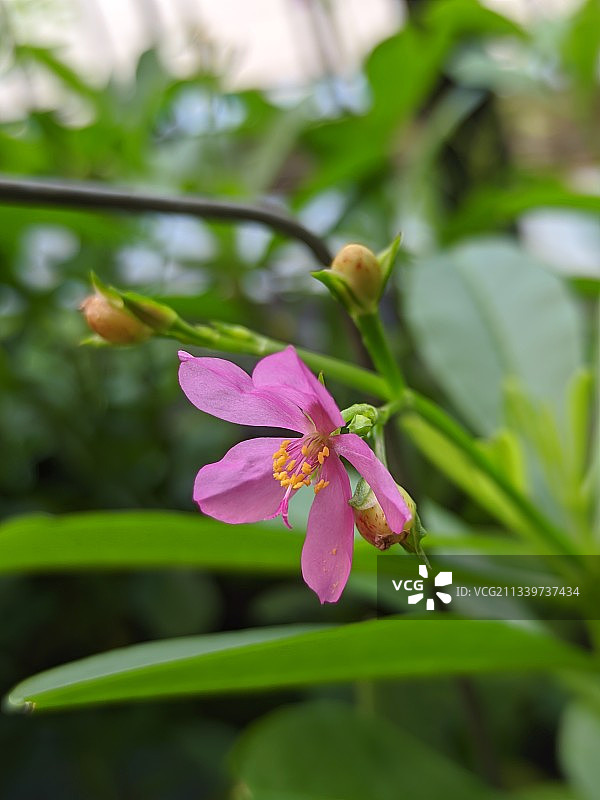 粉色植物特写，印度尼西亚图片素材