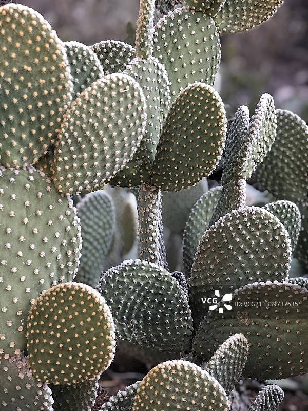 仙人掌特写，美国图片素材