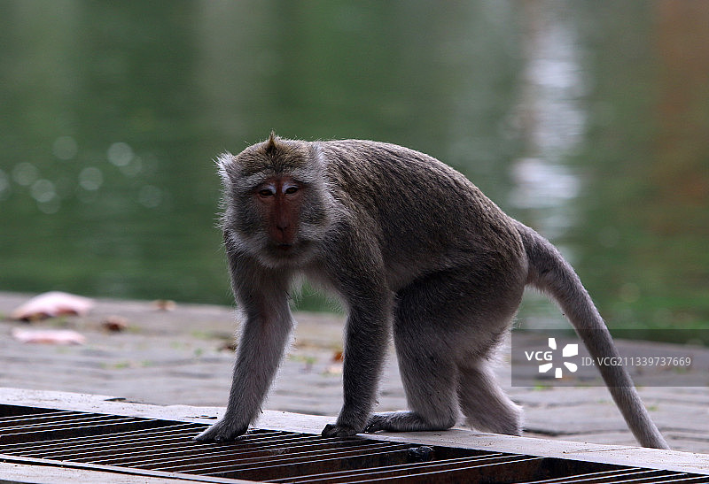 特写：印度尼西亚苏拉卡尔塔挡土墙上的猕猴图片素材