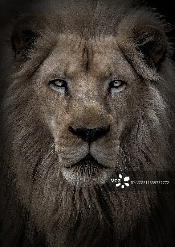 狮子 портрет特写，美国辛辛那提图片素材