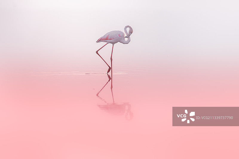 湖中的大红鹳侧视图图片素材