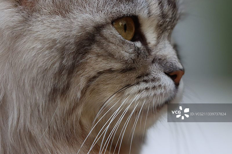 猫的特写看着别处图片素材