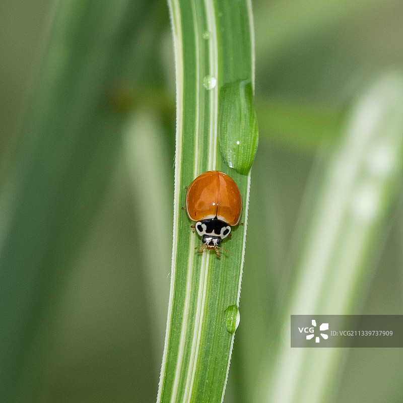 叶子上的瓢虫特写图片素材