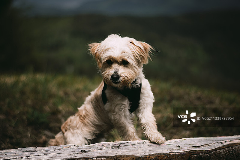 坐在 retaining wall 上的哈瓦那犬肖像，德国图片素材