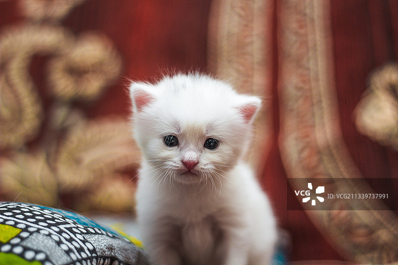 坐在椅子上的小猫特写图片素材