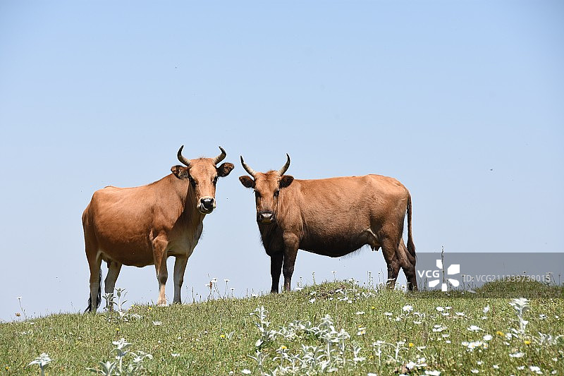 草地上站立的两头奶牛图片素材