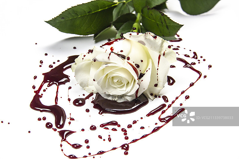 白色背景上美丽而带血的白玫瑰图片素材