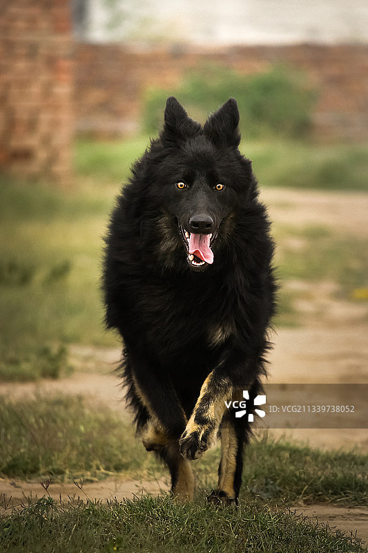 站在田野上的纯种狗的画像，巴基斯坦图片素材