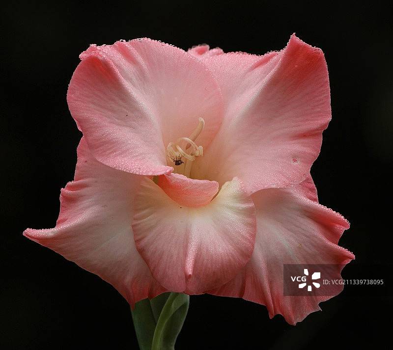 特写的粉红色的花在黑色的背景图片素材