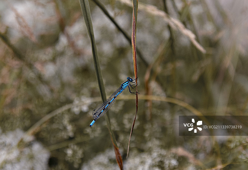 豆娘在树枝上的特写图片素材