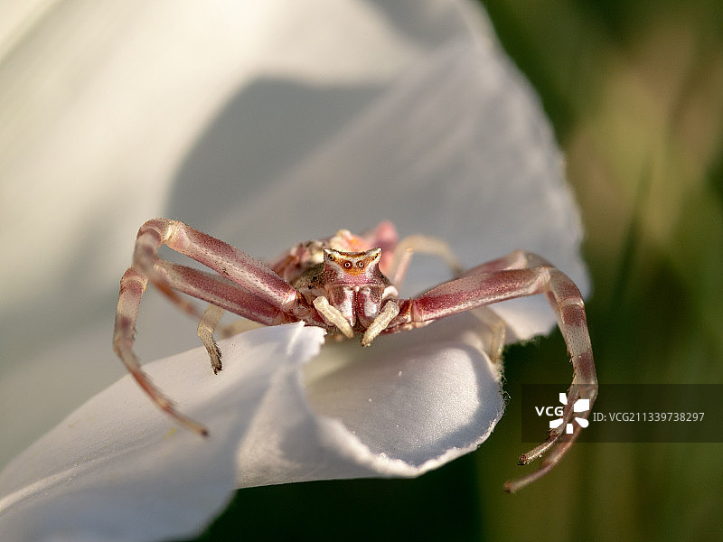 意大利卢卡阿尔托帕肖的蜘蛛网特写图片素材