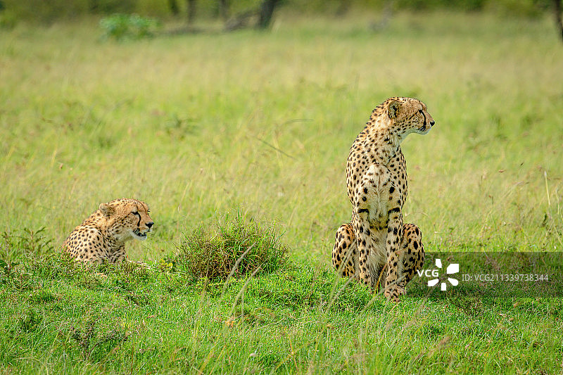 在肯尼亚马赛马拉纳罗克的两只猎豹图片素材