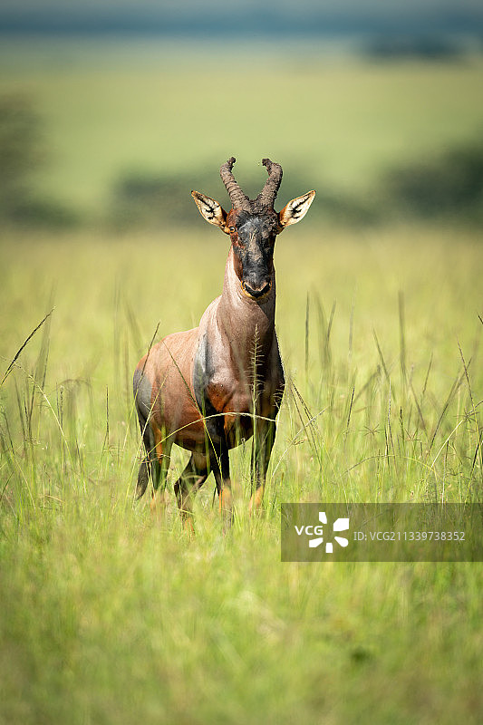 站在草地上的鹿的画像，肯尼亚马赛马拉纳罗克图片素材