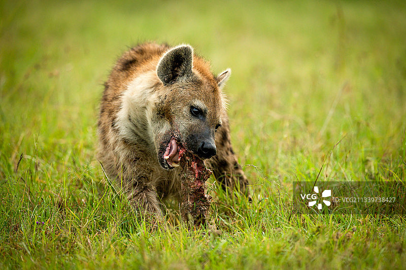 肯尼亚马赛马拉纳罗克草地上的红狐肖像图片素材