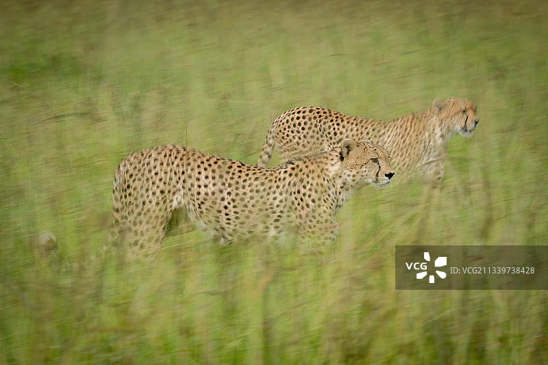 猎豹在肯尼亚马赛马拉纳罗克田野上行走的侧视图图片素材