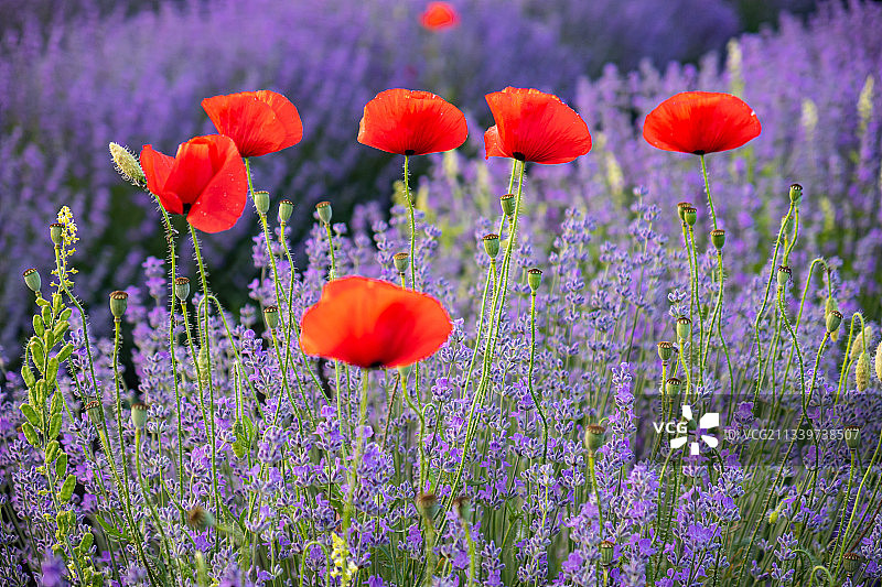 特写镜头下的田野红色罂粟花图片素材