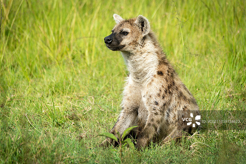 狐獴田间坐立特写，肯尼亚马赛马拉纳罗克图片素材
