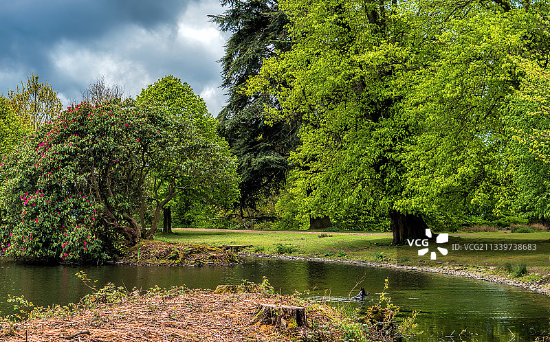 英国佩特沃思湖泊树木风光图片素材
