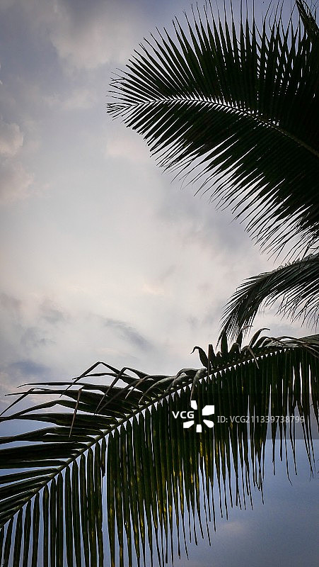 泰国华欣：棕榈树的仰视视角图片素材