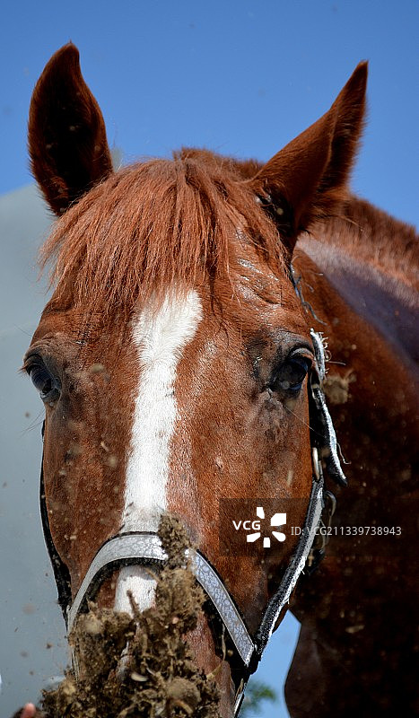 小马驹站立在天空下的特写图片素材