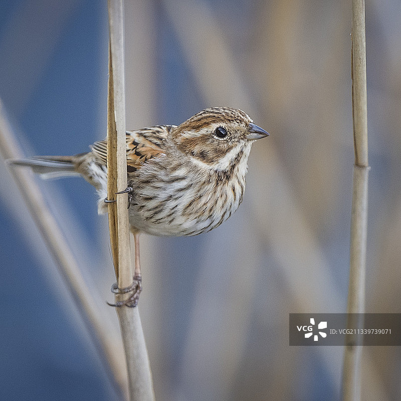 法国萨克雷：栖息在植物上的鸣禽雀特写图片素材