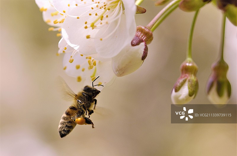 蜜蜂采白色花朵特写，意大利图片素材
