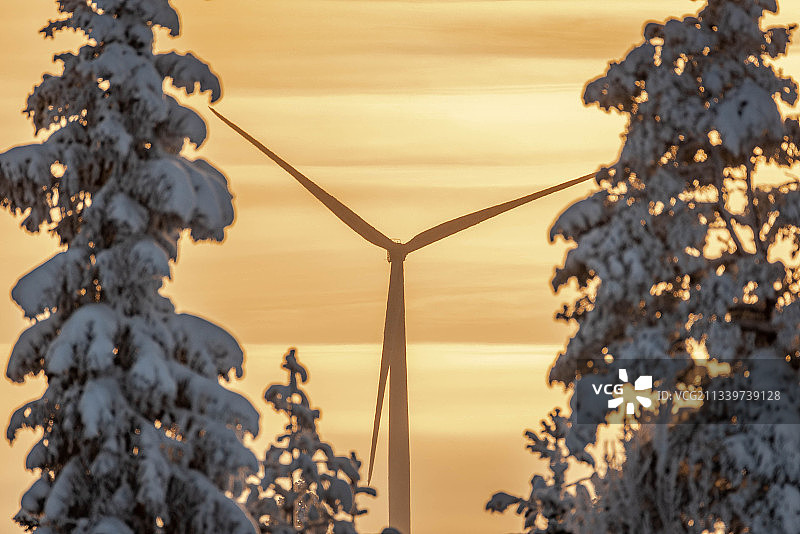 日落时分，雪覆盖的树木特写，芬兰苏穆斯萨尔米图片素材