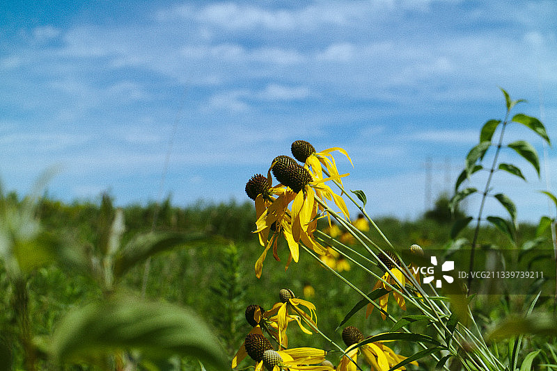美国爱荷华州奥图姆瓦，田野上黄色开花植物的特写图片素材