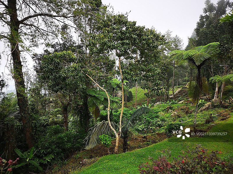 生长在森林中的树木图片素材