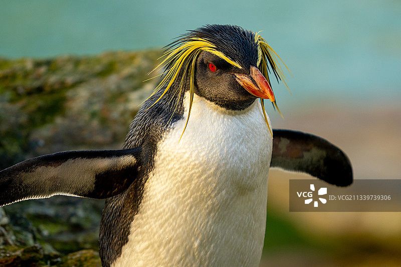 巴布亚企鹅特写图片素材