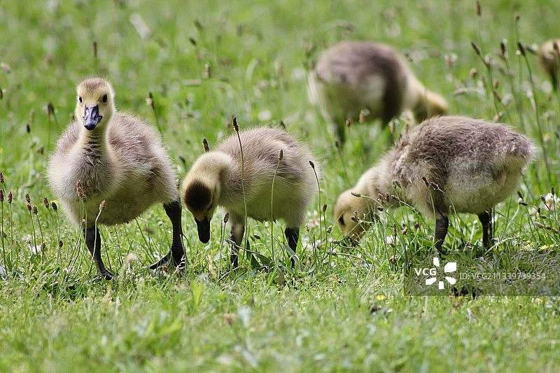 田野上的小鸭特写图片素材