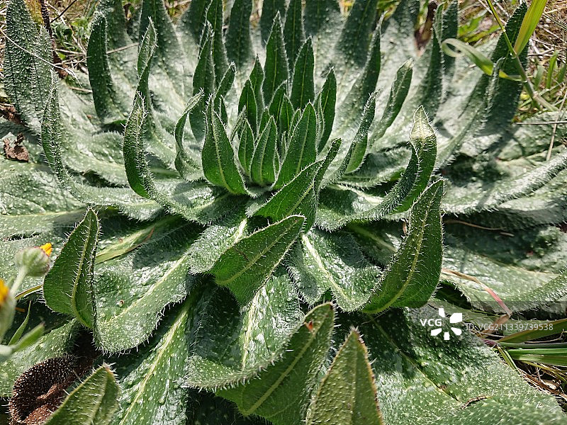 希腊基菲夏的湿植物完整画面图片素材