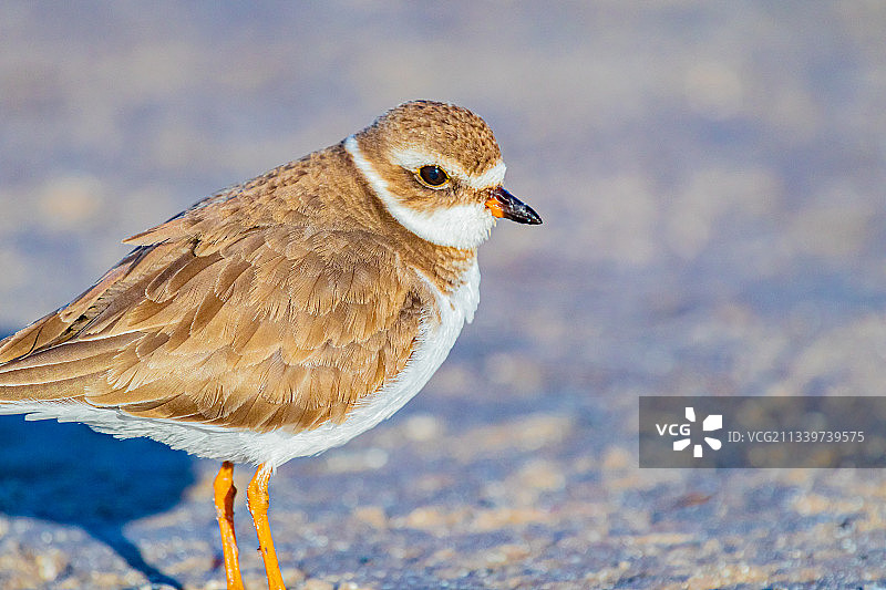 鸻科鸟类栖息在美国佛罗里达州塔彭斯普林斯岩石上的特写图片素材