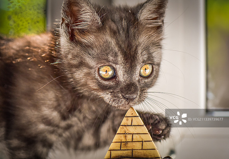 猫的特写肖像图片素材