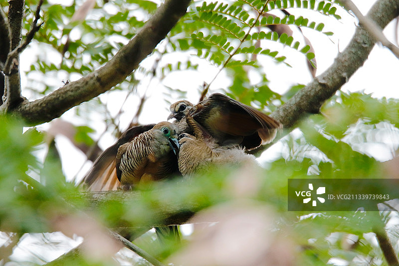 马来西亚：鸟儿栖息在树上图片素材