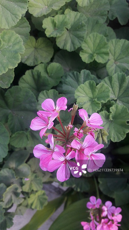 粉色植物特写，叙利亚大马士革图片素材