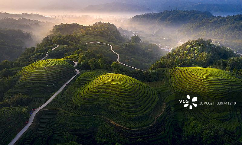 生态茶园，大地指纹，网红打卡地。图片素材