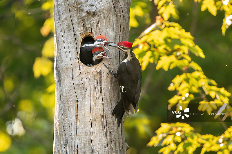 正在喂食幼鸟的八哥，加拿大安大略省伦敦图片素材