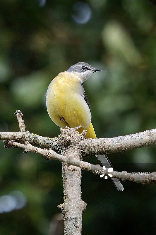 鸣禽栖息在树枝上的特写，英国教堂绿色图片素材