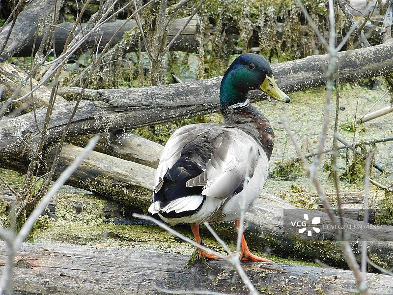 美国野外栖息的绿头鸭特写图片素材